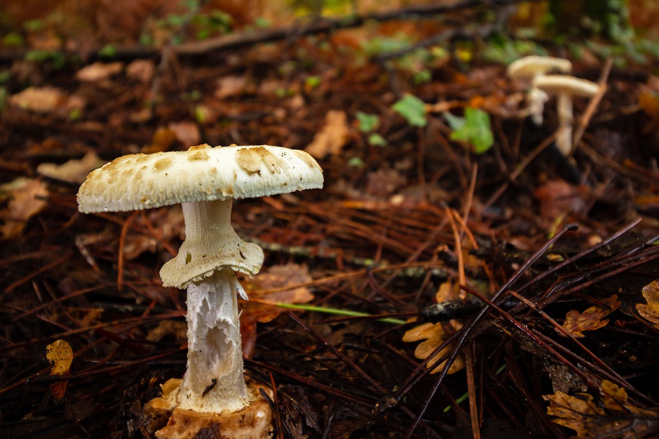 Food Safety Information Council issues warning about wild mushrooms